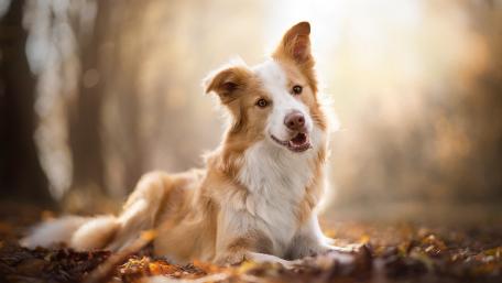 Brown border collie wallpaper