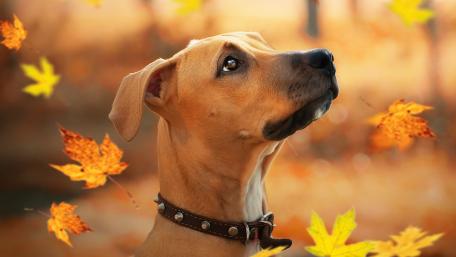 Rhodesian Ridgeback wallpaper
