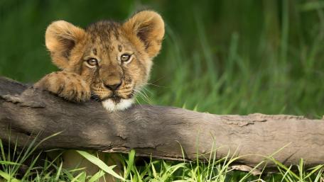 Baby lion wallpaper