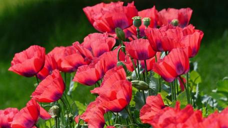 Vibrant Red Poppies in Bloom wallpaper