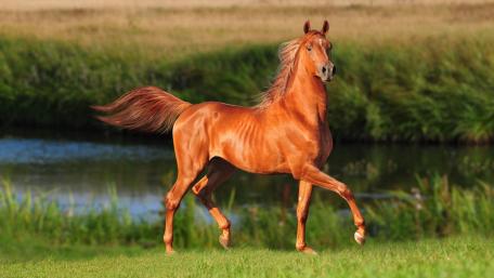 Majestic Horse in Sunlit Meadow wallpaper