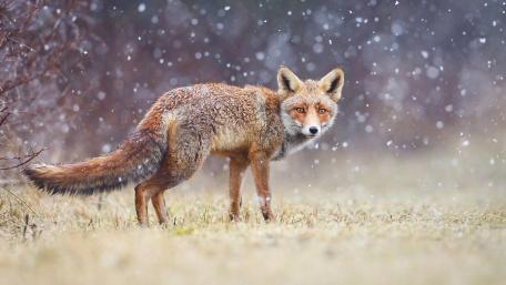 Winter Fox in Snowfall Beauty wallpaper