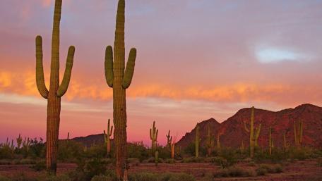Saguaro National Park wallpaper