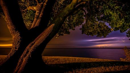 Lone tree in the storm - Lake Ontario wallpaper