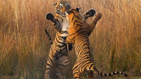 Playful Bengal Tigers in the Wilderness wallpaper