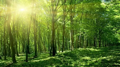 Molai Forest (India) wallpaper