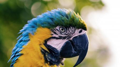 Vibrant Parrot Close-Up Wallpaper wallpaper