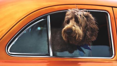 Cute Dog Enjoying a Ride in an Orange Car wallpaper