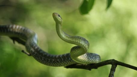 Green snake on a tree wallpaper