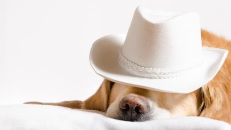 Clown Golden Retriever in white hat wallpaper