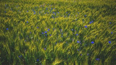 Cornflower in barley field wallpaper