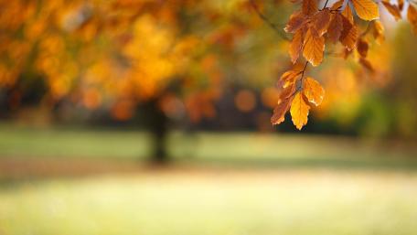Yellow fall foliage wallpaper