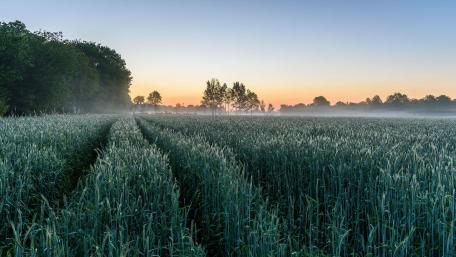 Morning Mist Over Fields and Trees wallpaper