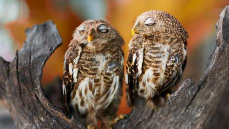 Cute owls wallpaper