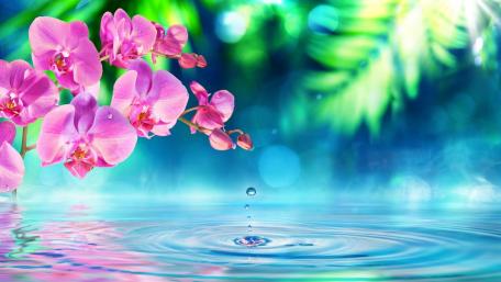 Pink orchid wallpaper