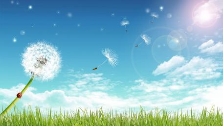 Dandelion Dreams in a Sunlit Sky wallpaper