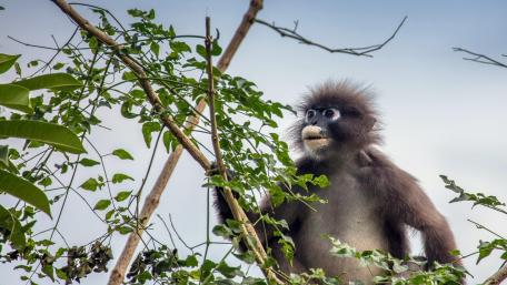 Curious Monkey in the Wild wallpaper