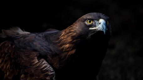 Golden eagle wallpaper