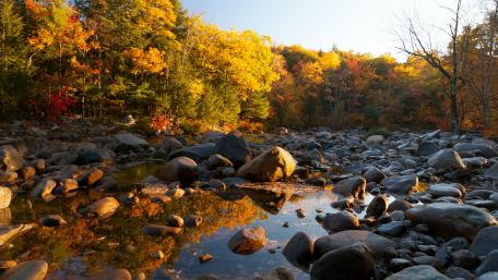 Stony stream bad in the fall forest wallpaper