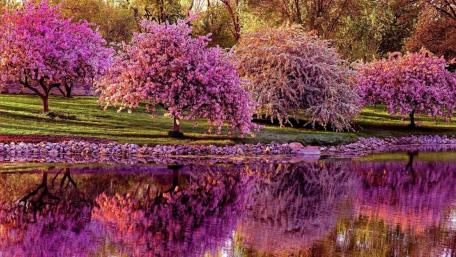 Blooming pink trees reflection wallpaper