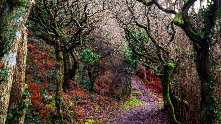 A path through the forest wallpaper