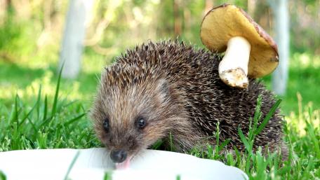 Hedgehog drinks milk wallpaper