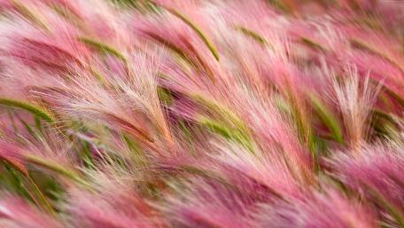 Pink Foxtail Barley (Hordeum jubatum) wallpaper