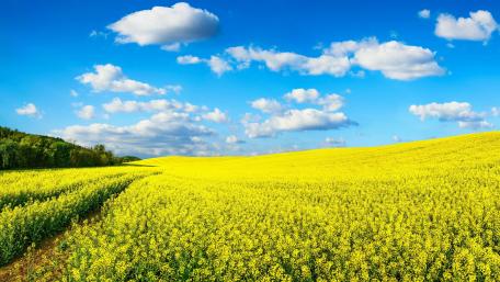 Yellow rape field wallpaper