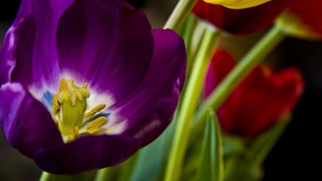 Vibrant Purple Tulip in Macro Detail wallpaper