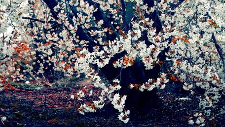 Blooming white tree wallpaper