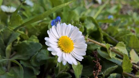 Delicate White Daisy on Vibrant Green Background wallpaper