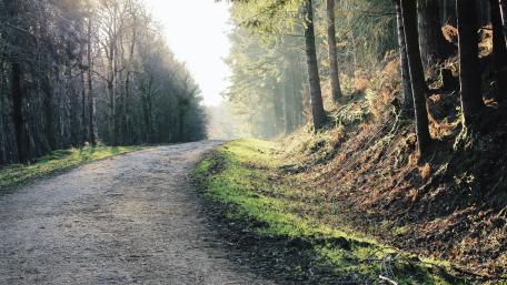 Forest road wallpaper