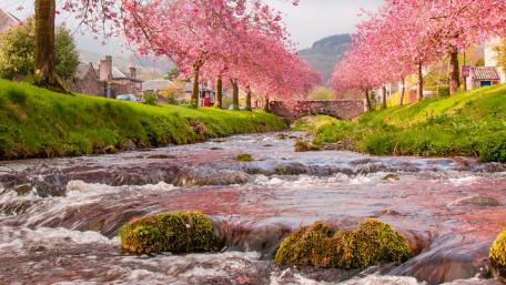 Sakura blossom wallpaper