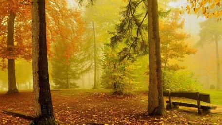 Forest bench wallpaper