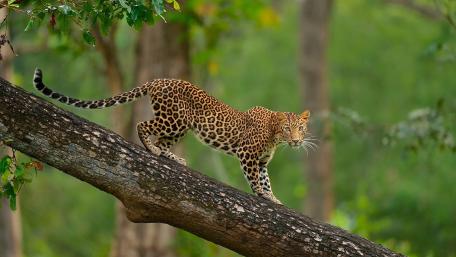 Graceful Leopard in Its Natural Habitat wallpaper