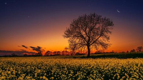 Lonely tree in the rape field wallpaper