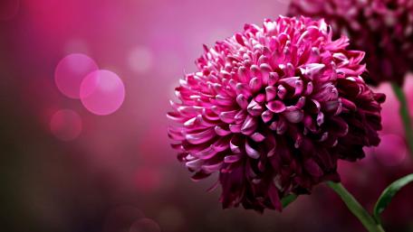 Vibrant Magenta Blossom Wallpaper wallpaper