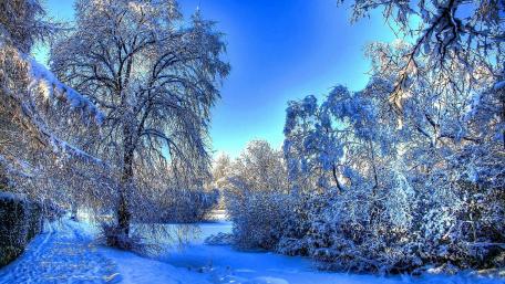 Winter Wonderland Embracing Nature's Chill wallpaper