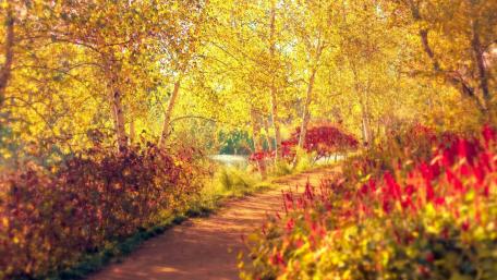 Golden Path Through Autumn Woods wallpaper
