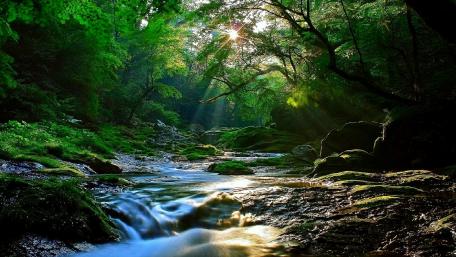 Sunlit Stream in Tranquil Forest wallpaper