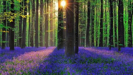 Bluebell forest at spring (Hallerbos, Belgium) wallpaper