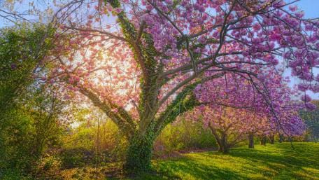 Serene Springtime Cherry Blossom Beauty wallpaper