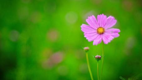 Garden cosmos wallpaper
