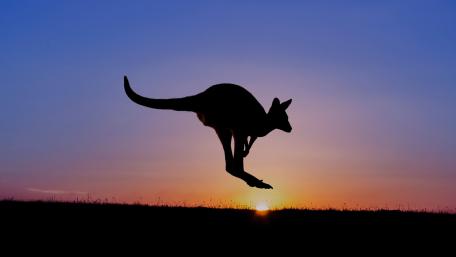 Kangaroo wallpaper