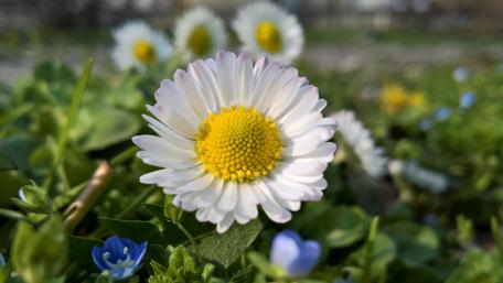 Blossoming Beauty of White Flowers in Nature wallpaper