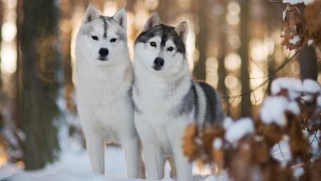 Majestic Huskies in Winter Forest wallpaper