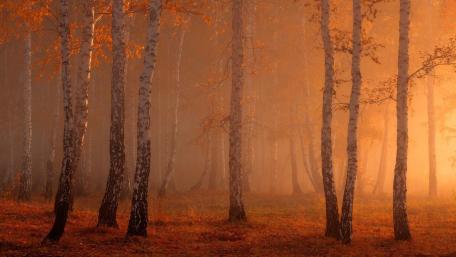 Autumn birches wallpaper