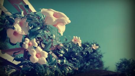 Delicate Blossoms Under a Serene Sky wallpaper