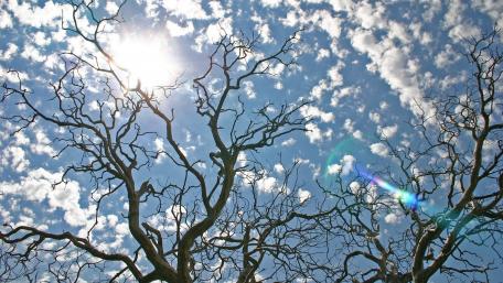 Tree branches wallpaper