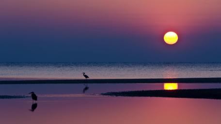 Serene Sunset with Silhouetted Birds Over Tranquil Waters wallpaper